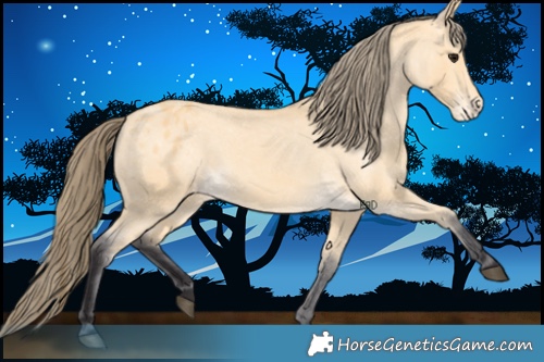 Horse Color:Buckskin Appaloosa 
