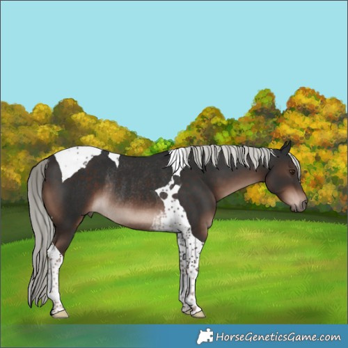 Horse Color:Liver Chestnut Mushroom Tobiano Rabicano 