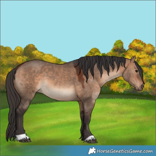 Horse Color:Bay Dun 