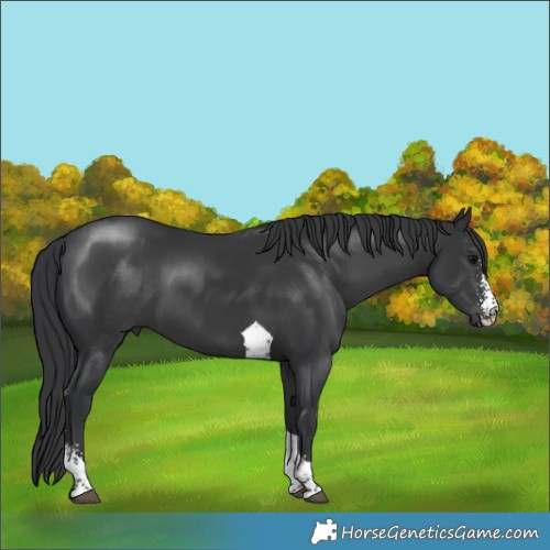 Horse Color:Black Sabino Tobiano 