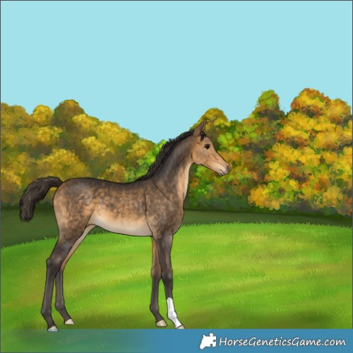 Horse Color:Buckskin 