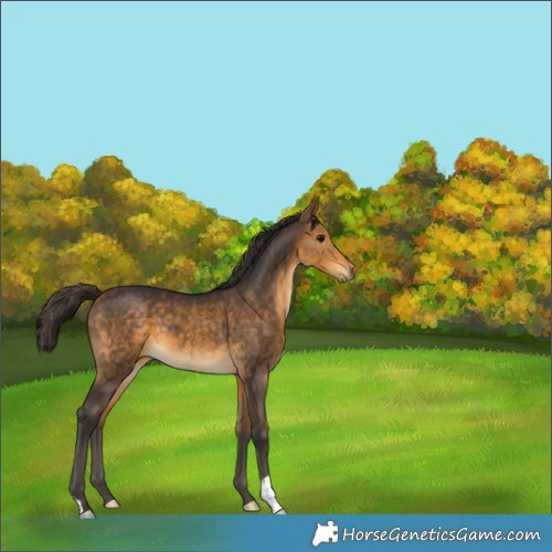 Horse Color:Buckskin 