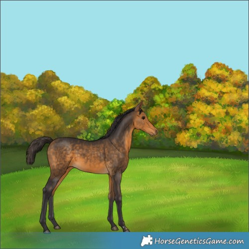 Horse Color:Buckskin 
