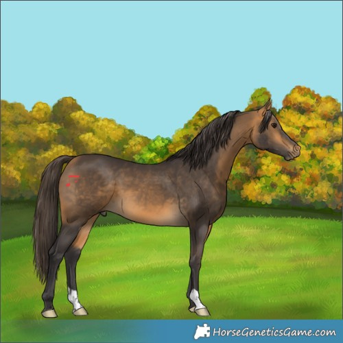 Horse Color:Buckskin 