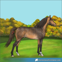 Horse Color:Buckskin 
