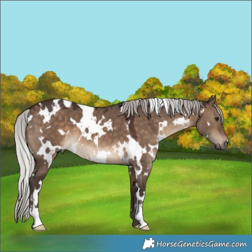 Horse Color:White Spotted Silver Brown Dun 