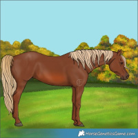 Horse Color:Chestnut 