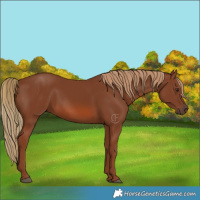 Horse Color:Chestnut 