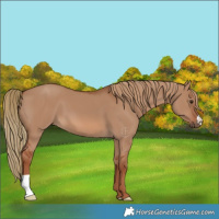 Horse Color:Red Dun 