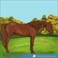 Horse Color:Chestnut 
