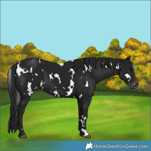 Horse Color:Gray White Spotted Black Appaloosa 