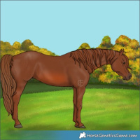 Horse Color:Chestnut 