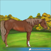 Horse Color:Chestnut 