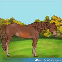Horse Color:Chestnut 