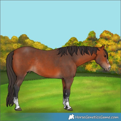 Horse Color:Bay Sabino Rabicano 