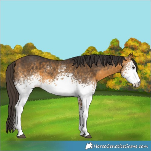 Horse Color:White Spotted Buckskin 