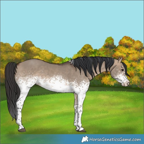 Horse Color:White Spotted Brown Dun Tobiano 