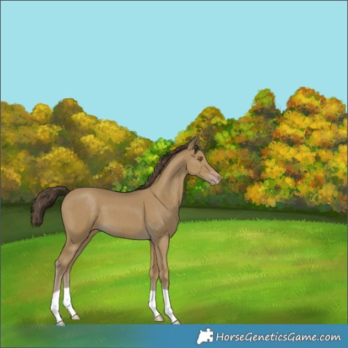 Horse Color:Classic Cream Champagne 