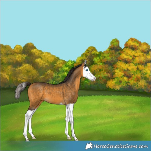 Horse Color:Buckskin Splash 