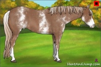 Horse Color:White Spotted Red Roan 