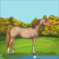 Horse Color:Unknown 
