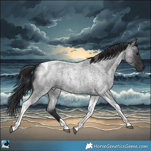 Horse Color:Blue Roan Tobiano 
