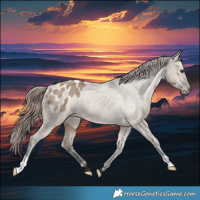 Horse Color:Liver Red Dun Appaloosa Brindle 