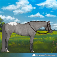 Horse Color:Grullo Appaloosa Rabicano