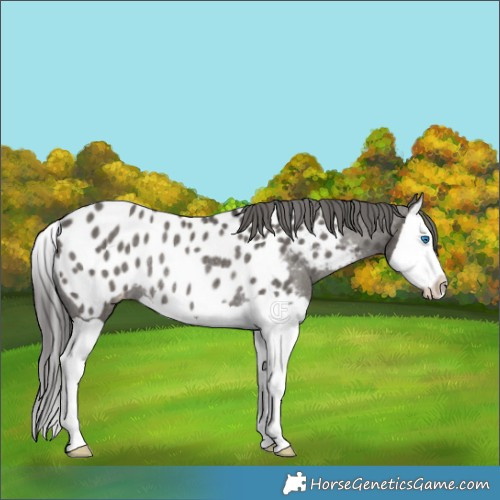 Horse Color:Grullo Splash Appaloosa Rabicano 