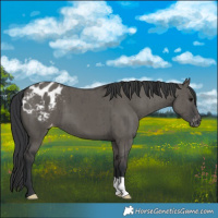 Horse Color:Grullo Varnish Brindle 