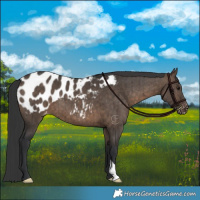 Horse Color:Brown Dun Appaloosa Brindle