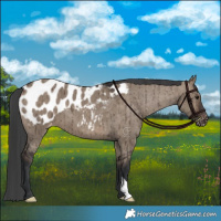 Horse Color:Brown Dun Appaloosa Brindle 