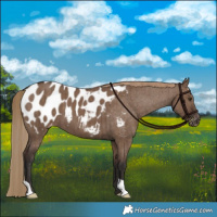 Horse Color:Liver Red Dun Appaloosa Brindle 