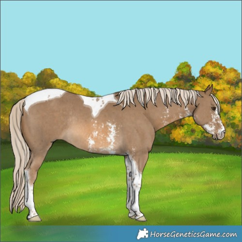 Horse Color:Chocolate Palomino Sabino Tobiano Rabicano 