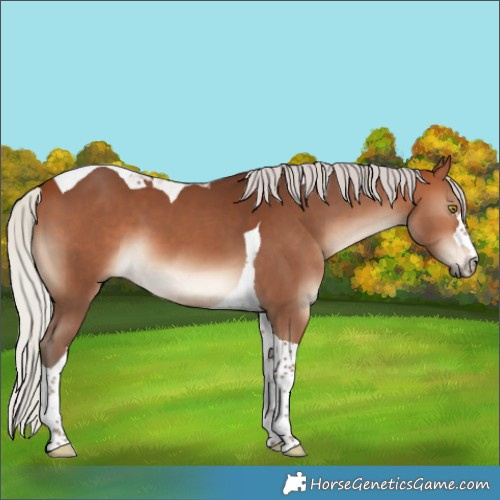 Horse Color:Silver Brown Tobiano 