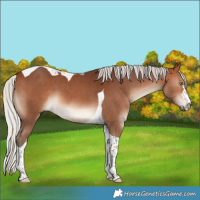 Horse Color:Silver Brown Tobiano 