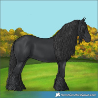 Horse Color:Black 