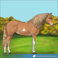 Horse Color:Chestnut Tobiano 