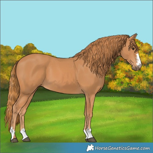 Horse Color:Chestnut 