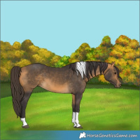 Horse Color:Buckskin Tobiano 