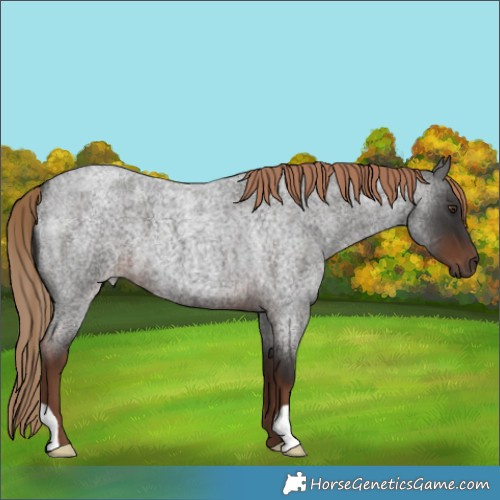Horse Color:Liver Red Roan 