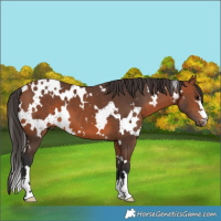 Horse Color:White Spotted Bay 