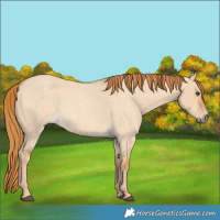 Horse Color:Red Dun Roan 