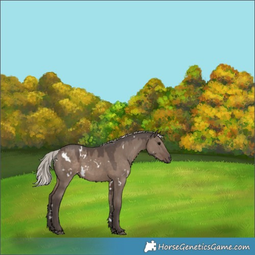 Horse Color:White Spotted Silver Grullo 