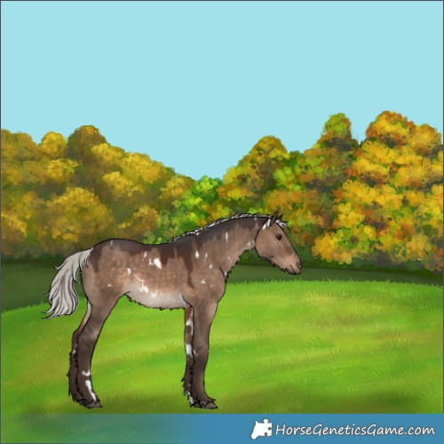 Horse Color:White Spotted Silver Brown Dun 