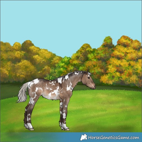 Horse Color:White Spotted Silver Brown Dun 