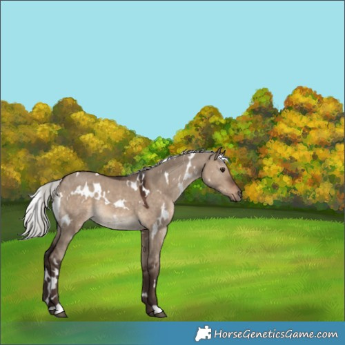 Horse Color:White Spotted Silver Brown Dun 