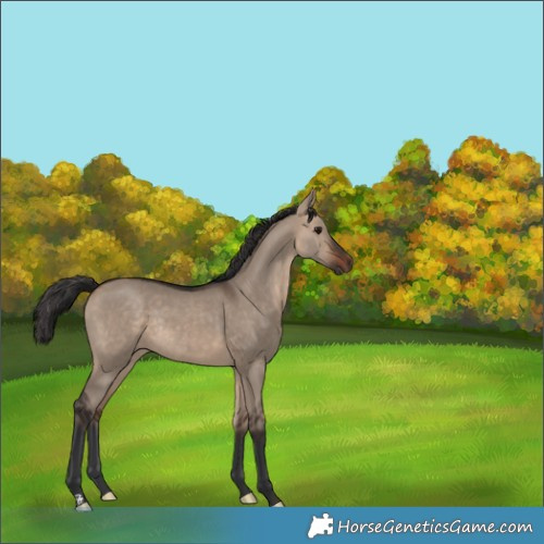 Horse Color:Brown Dun Rabicano 