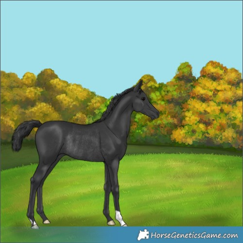 Horse Color:Black Rabicano 