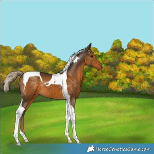 Horse Color:Chocolate Palomino Tobiano 